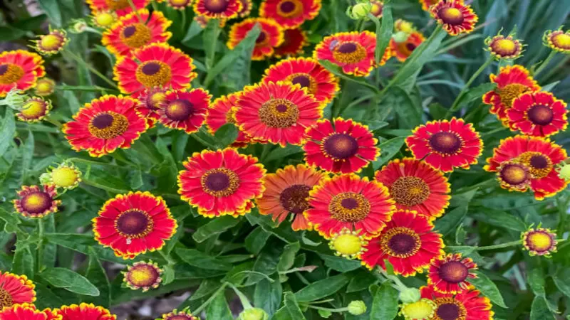 A top-down view of an abundant bed of red and yellow Gaillardia flower blooms with dark centres.