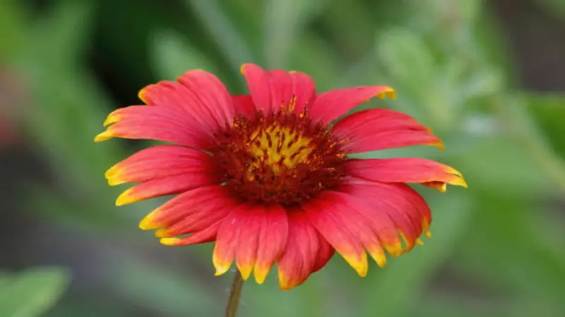 A single red Gaillardia flower with yellow-tipped petals and a dark golden centre against a green background.