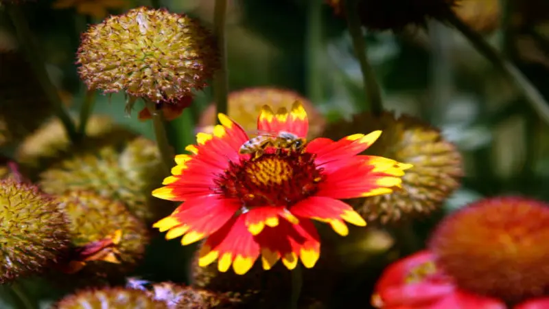 A bee foraging on a red and yellow Gaillardia flower bloom surrounded by round seed heads.