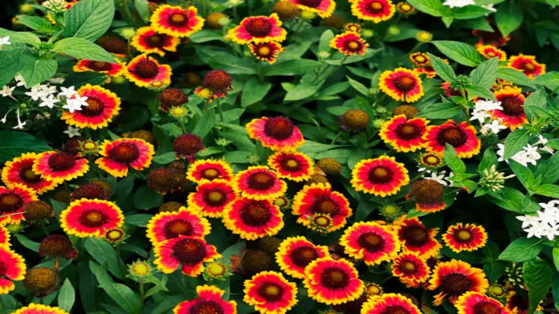 A dense garden bed filled with red and yellow Gaillardia flower blooms alongside small white blooms and green foliage.