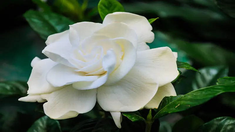 A large white Gardenia flower with creamy-yellow tones at the centre photographed against blurred green leaves.