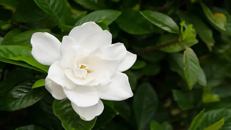A close-up of a single white Gardenia flower with broad petals and yellow stamen cluster against dark leaves.