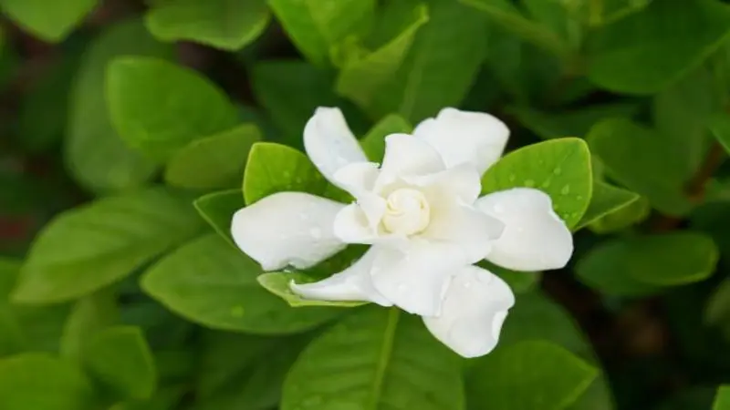 A single white Gardenia flower with gently curled petals centered on a vivid green leafy background.