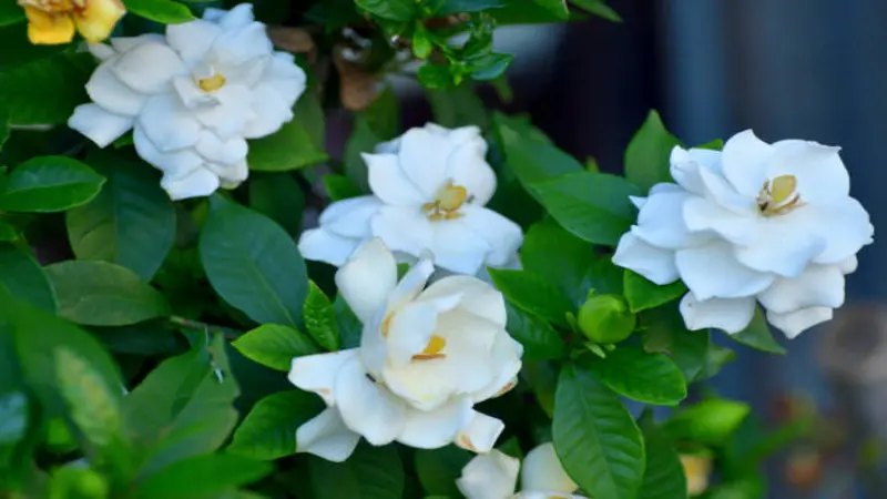 Several white Gardenia flower blooms in varying stages of bloom on a garden shrub.