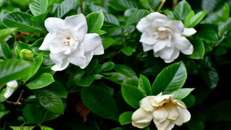 Three white Gardenia flower blooms at different stages on a leafy green shrub.