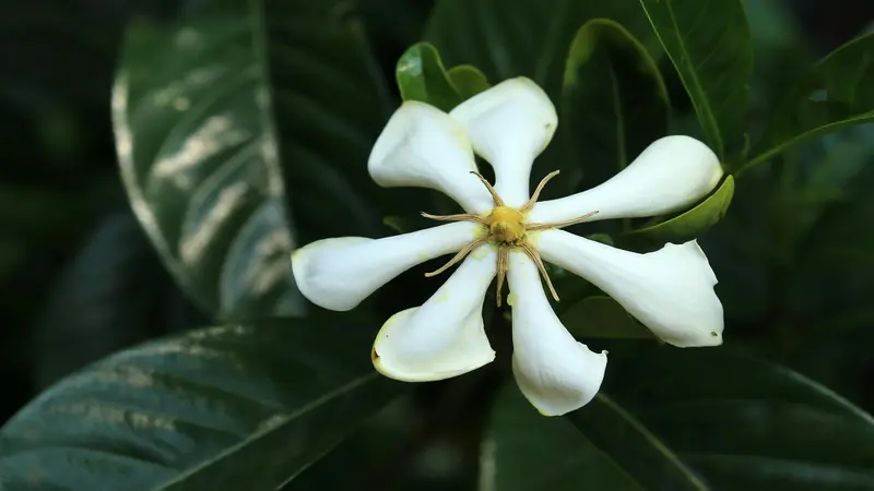 A white five-petaled Gardenia flower with yellow stamens visible at the centre surrounded by tropical leaves.