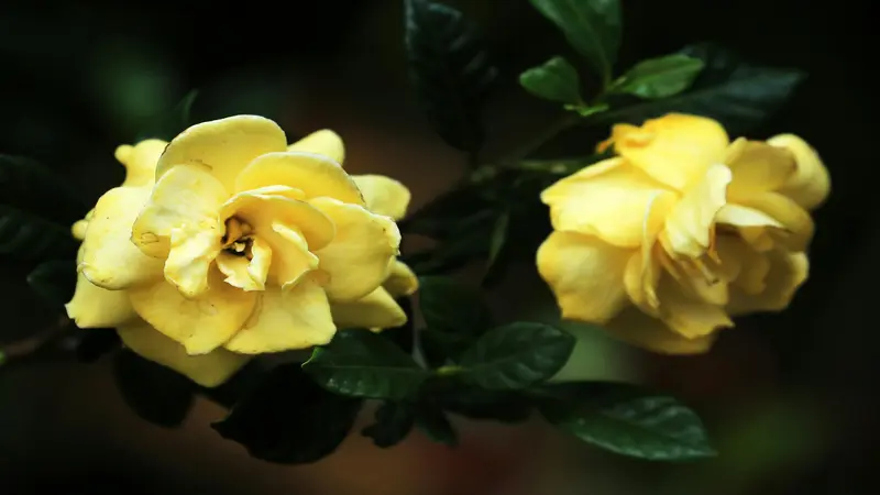 Two yellow Gardenia flower blooms growing against a dark background.
