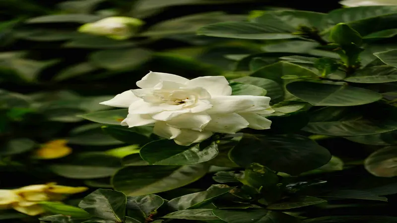 A fully double white Gardenia flower with layered petals in warm sunlight against soft green foliage.