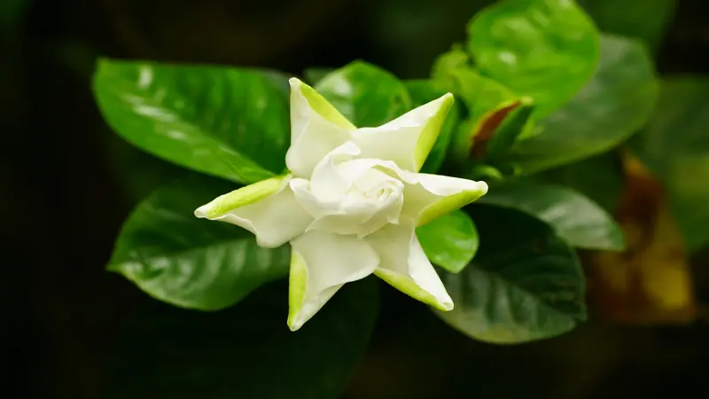 A white Gardenia flower with star-shaped outer petals and a tightly coiled centre surrounded by bright green leaves.