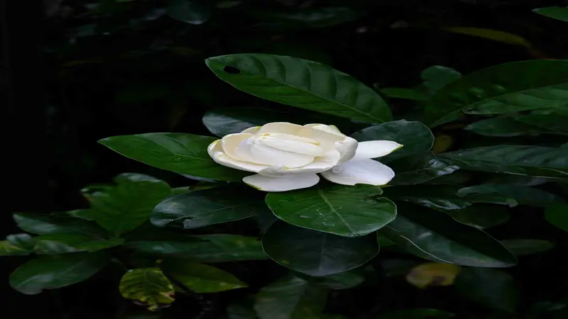 A partially opened white-cream Gardenia flower with tightly wrapped inner petals on a dark background.
