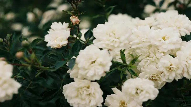 A pure white Gardenia flower bloom centered among deep green glossy leaves in a high-contrast photo.