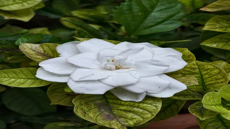 A dried and wilted Gardenia flower with curled pale-gray petals against a near-black background.