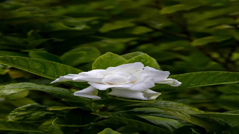 A white Gardenia flower and a green bud side by side on dark branching stems with deep shadow tones.