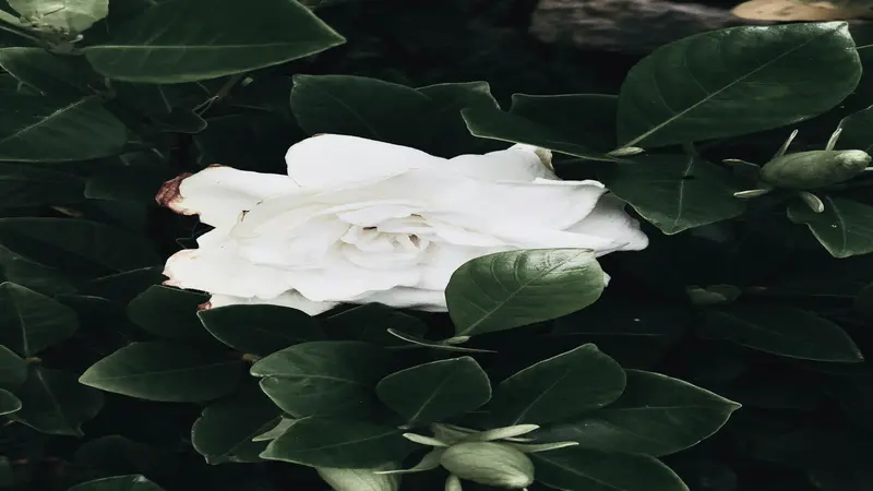 White Gardenia flower with a browning centre photographed in warm vintage tones among green and dry leaves.