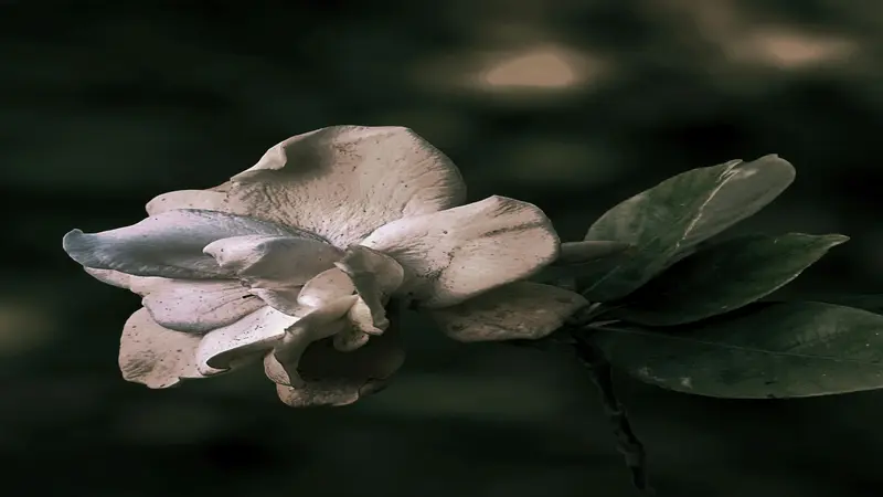 Large flat white Gardenia flower bloom with broad overlapping petals showing a yellow centre, surrounded by mottled green leaves.