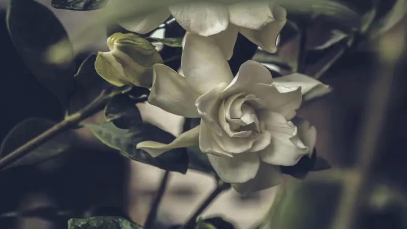 Single white Gardenia flower with soft ruffled petals surrounded by broad glossy green leaves with water droplets.