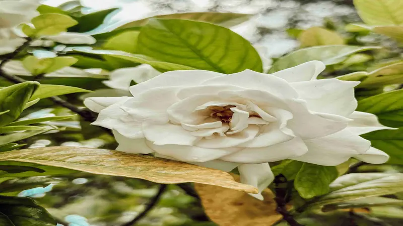 Cluster of fragrant white Gardenia flower blooms growing among glossy green leaves.
