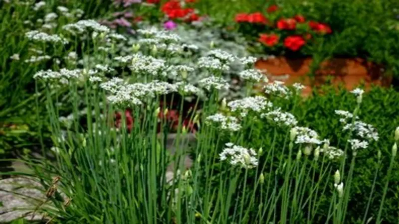 Rows of Garlic Chive flower plants with white clusters used as a decorative garden border.