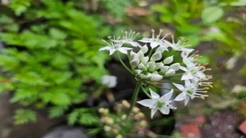 A partially open Garlic Chive flower cluster with white star-shaped florets in a shaded garden.