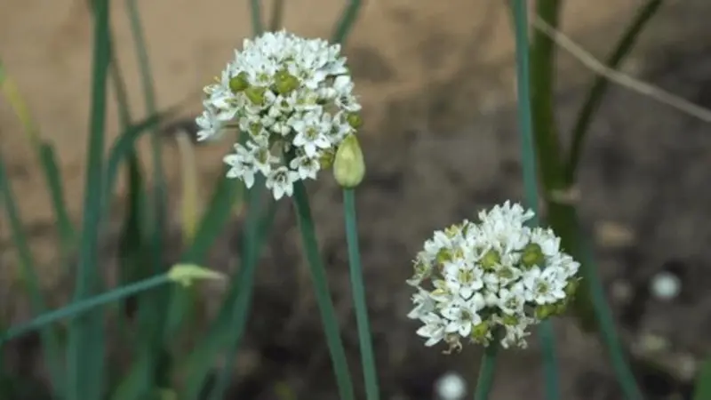 Two round white Garlic Chive flower heads on slim green stems in a garden bed.