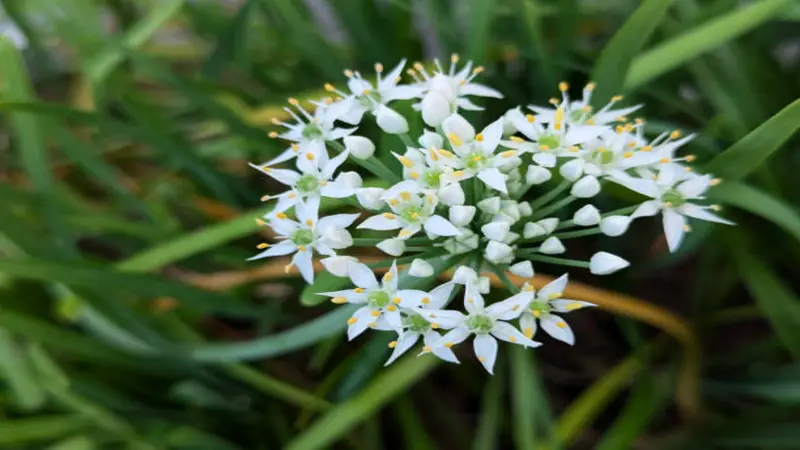 A Garlic Chive flower head with open white florets and yellow stamens photographed from a slight angle.