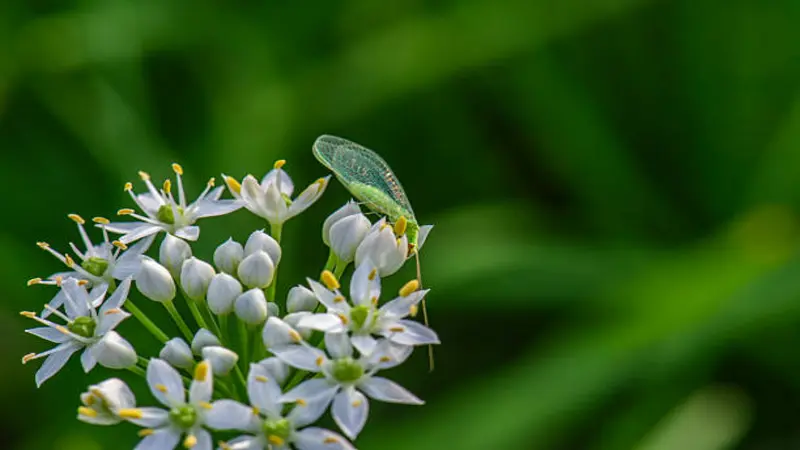 A bright green shield bug resting on top of a white Garlic Chive flower cluster.