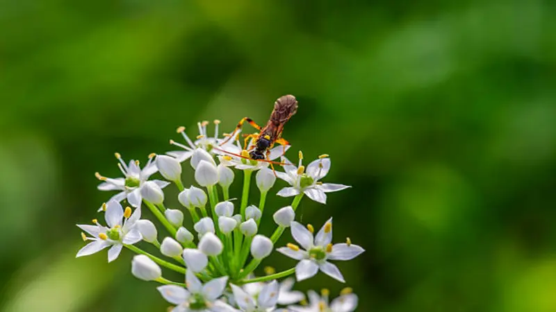 A paper wasp foraging on a white Garlic Chive flower head against a blurred green background.