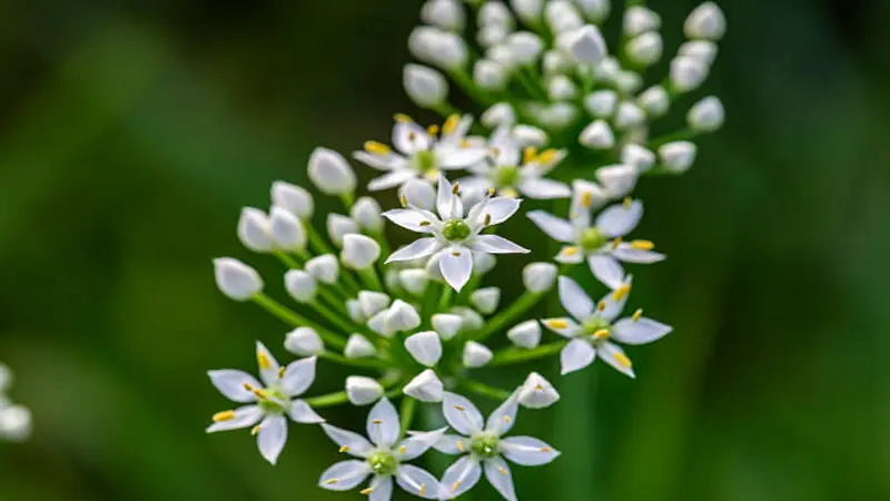 An elongated Garlic Chive flower cluster with open white florets and rounded buds along a single stem.