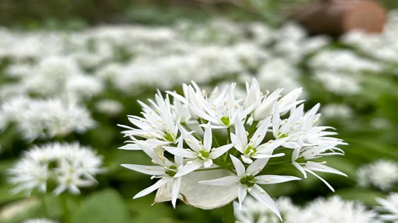 A single white wild Garlic Chive flower head with long narrow petals in sharp focus.