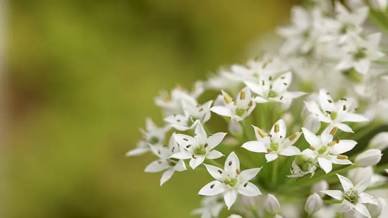 Close-up of white Garlic Chive flower florets against a creamy soft-focus green background.