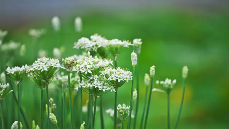 Multiple Garlic Chive flower stems showing both open blooms and green buds in a field.