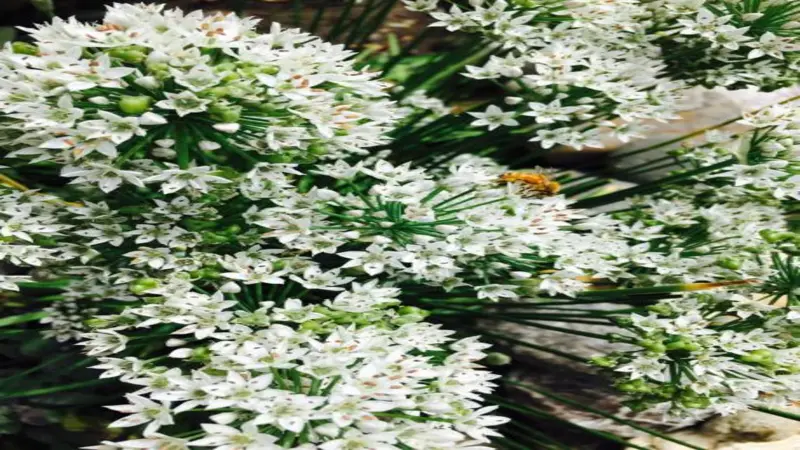 A honeybee perched on a dense cluster of white Garlic Chive flower blooms while foraging.