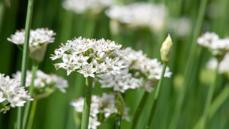 Open white Garlic Chive flower head next to a closed green bud on tall stems.
