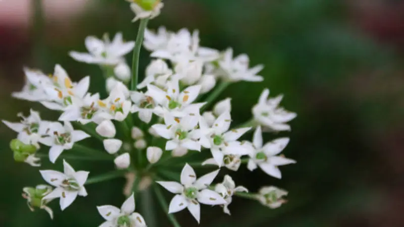 Macro close-up of white star-shaped Garlic Chive flower florets with orange-tipped stamens.