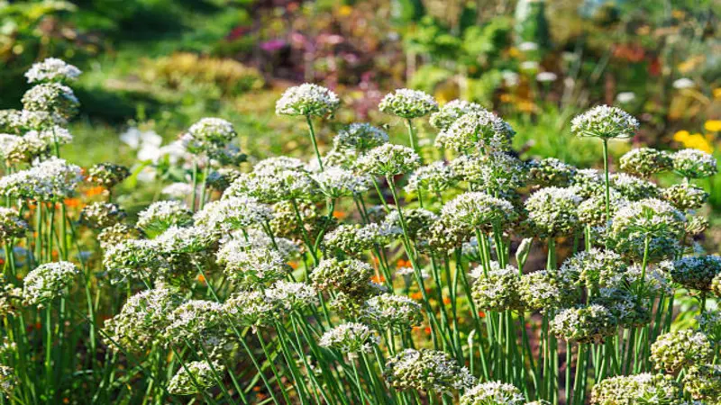 A wide garden bed filled with many Garlic Chive flower plants topped with white umbel clusters.