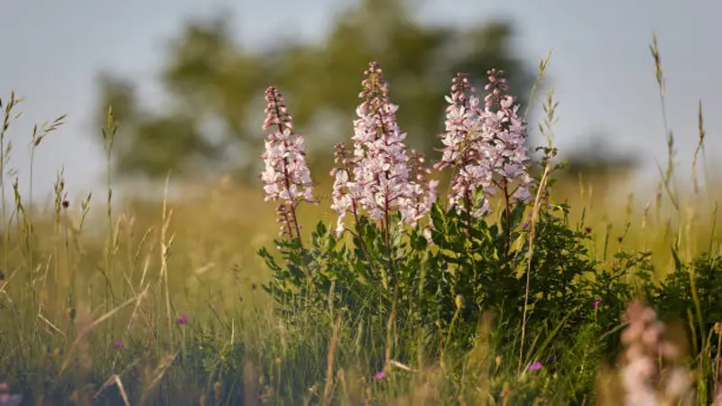 Three tall gas plant flower spires with pale pink blooms rising above a golden meadow at dusk