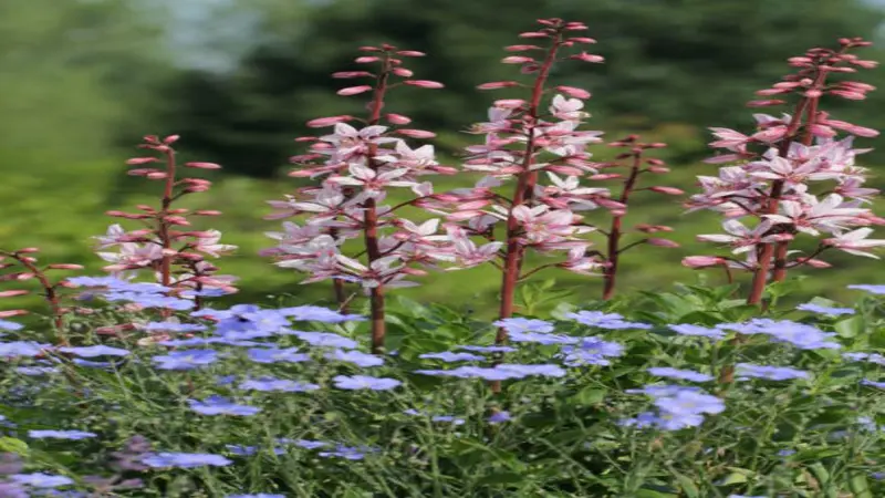 Pink and white gas plant flower spires rising above a foreground of blue forget-me-not flowers in a garden