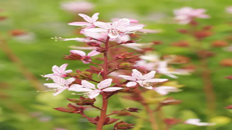 A close-up of a single gas plant stem showing open pink-veined flowers and dark red buds