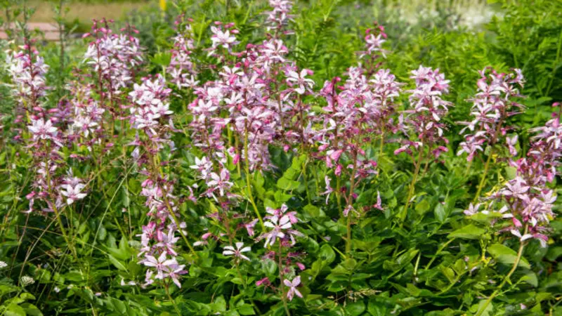 A large naturalistic colony of gas plants with many pink-white flower spires in wild green surroundings