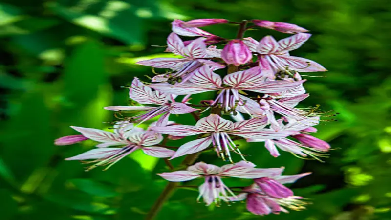 Extremely close macro view of gas plant flowers showing vivid pink veining on white petals and long stamens