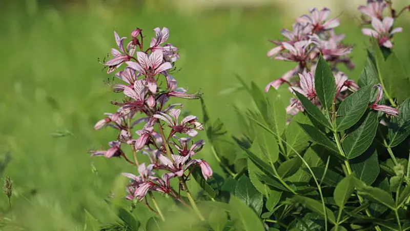 A gas plant flower spike photographed from the side in a wild grassland setting with leafy shrubs
