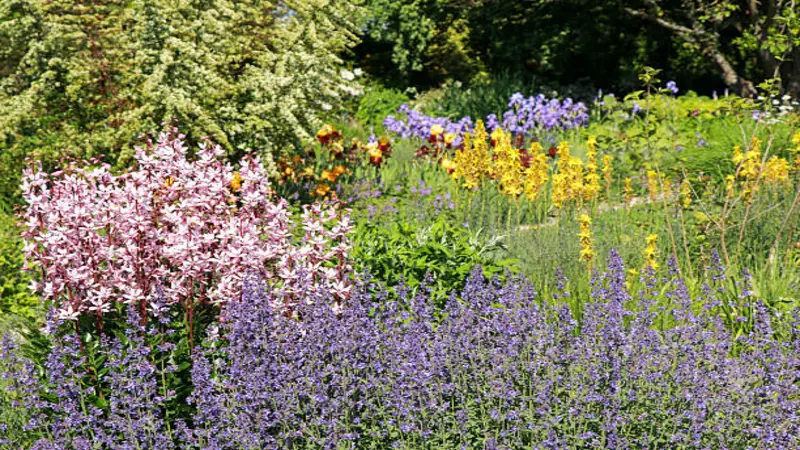 Gas plant blooming at the edge of a richly planted garden border with irises, catmint, and other perennials