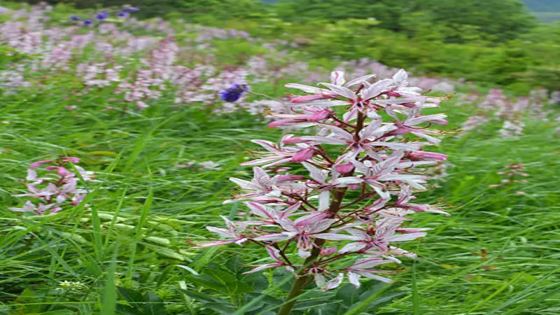 A full-length gas plant flower spike in a wild meadow, showing flowers at all stages from bud to bloom