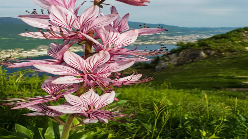 A gas plant flower spike with bold pink veining photographed on an alpine hillside with a lake and town visible below