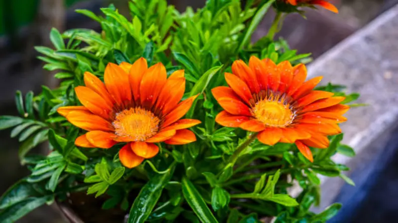 Two vibrant orange Gazania flower blooms growing in a green pot with glossy leaves.