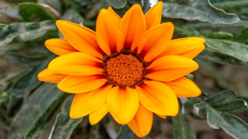 Single yellow-orange Gazania flower with a rich orange centre photographed from above.