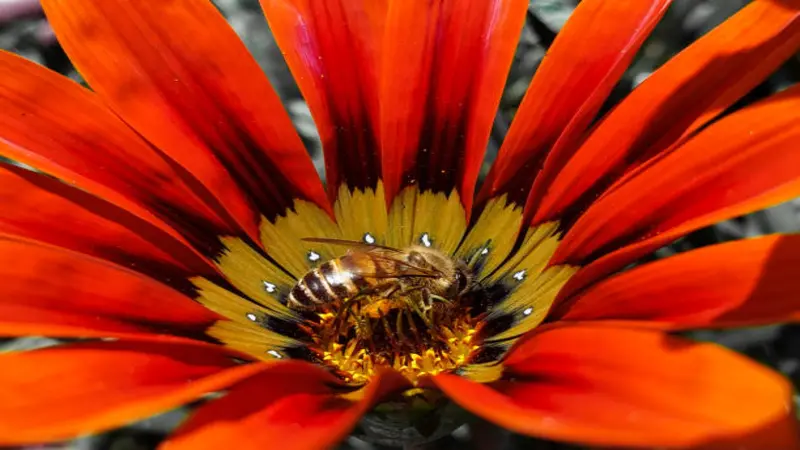 A honeybee foraging at the centre of a vivid red Gazania flower with yellow petal tips.