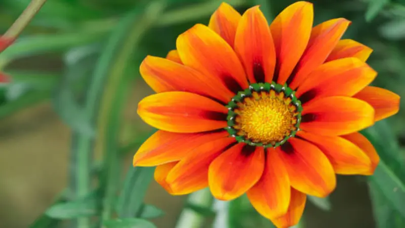 A single orange and red Gazania flower with a distinctive green ring around its yellow centre.