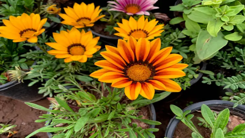 Several orange and yellow Gazania flower plants growing in black nursery pots outdoors.