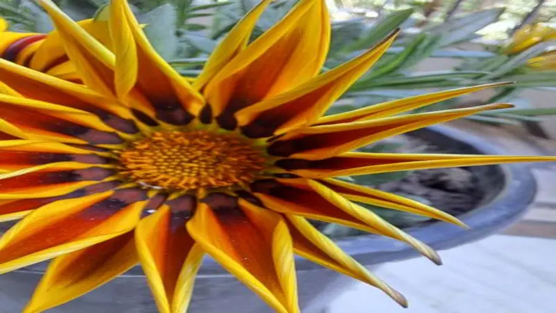 Top-down view of a Gazania flower with bold yellow and dark-brown striped petals.